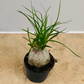 Pony Tail Palm Nolina Beaucarnea Cassandra's Plants