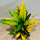 Codiaeum Varigatum ‘Gold Star' Croton 12cm Pot Cassandra's Plants