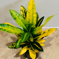 Codiaeum Varigatum ‘Gold Star' Croton 12cm Pot Cassandra's Plants