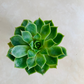 Echeveria Pua Succulent in 5.5cm Pot Cassandra's Plants