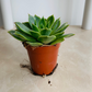 Echeveria Pua Succulent in 5.5cm Pot Cassandra's Plants