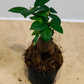 Bonsai Ficus Ginseng 9cm Pot Cassandra's Plants