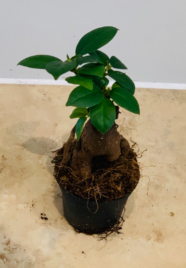 Bonsai Ficus Ginseng 9cm Pot Cassandra's Plants