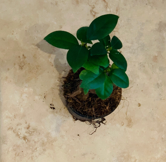 Bonsai Ficus Ginseng 9cm Pot Cassandra's Plants