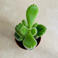 Cotyledon Tomentosa “Bear’s Paw” 5.5cm Pot Cassandra's Plants