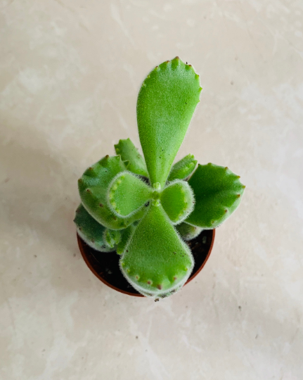 Cotyledon Tomentosa “Bear’s Paw” 5.5cm Pot Cassandra's Plants