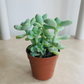 Pachyphytum Oviferum Cassandra's Plants