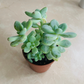 Pachyphytum Oviferum Cassandra's Plants