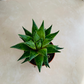 Haworthia Herbacea in 5.5cm Pot Cassandra's Plants