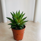 Haworthia Herbacea in 5.5cm Pot Cassandra's Plants