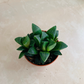 Haworthia Magnifica Cassandra's Plants