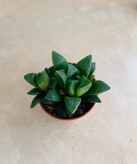 Haworthia Magnifica Cassandra's Plants