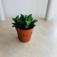 Haworthia Magnifica Cassandra's Plants