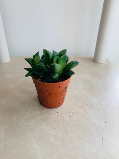 Haworthia Magnifica Cassandra's Plants