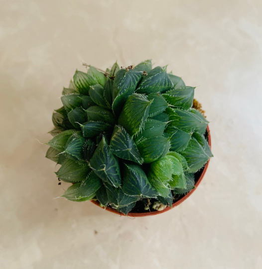 Haworthia Cuspidata f. Crested Succulent in 5.5cm Pot Cassandra's Plants