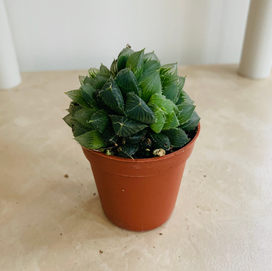 Haworthia Cuspidata f. Crested Succulent in 5.5cm Pot Cassandra's Plants