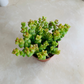 Crassula Rupestris Baby's Necklace 5.5cm pot Cassandra's Plants