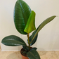 Ficus Elastica Robusta 'Rubber Plant'  Cassandra's Plants