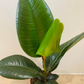 Ficus Elastica Robusta 'Rubber Plant'  Cassandra's Plants