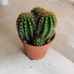 Parodia Leninghausii in 5.5cm Pot Cassandra's Plants