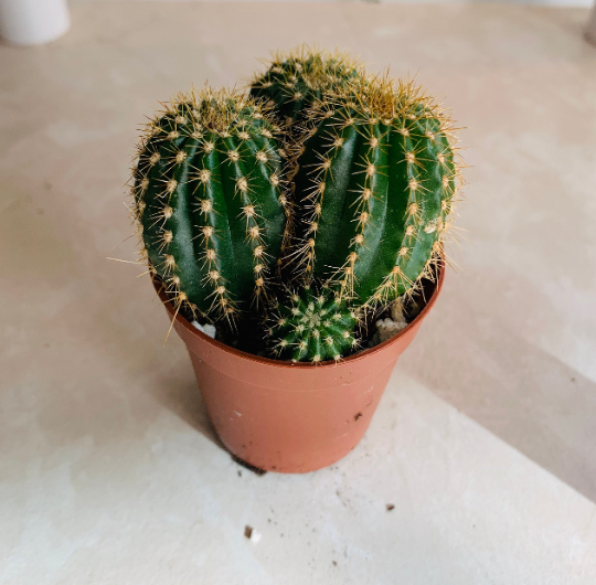 Parodia Leninghausii in 5.5cm Pot Cassandra's Plants
