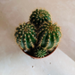Parodia Leninghausii in 5.5cm Pot Cassandra's Plants