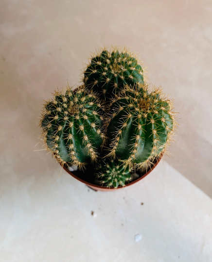 Parodia Leninghausii in 5.5cm Pot Cassandra's Plants