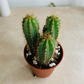 Neoraimondia Arequipensis Cactus Cassandra's Plants
