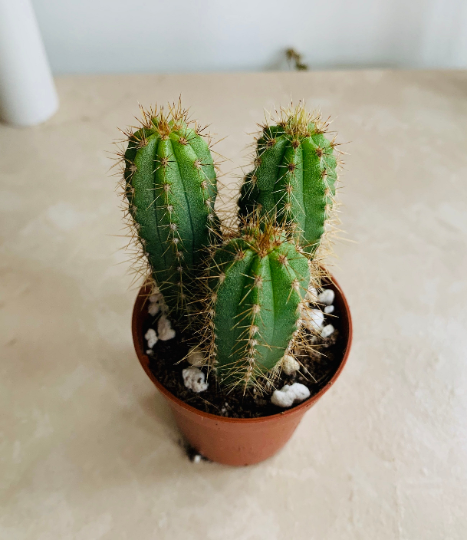 Neoraimondia Arequipensis Cactus Cassandra's Plants