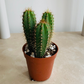 Neoraimondia Arequipensis Cactus Cassandra's Plants