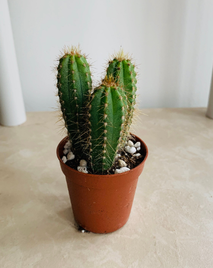 Neoraimondia Arequipensis Cactus Cassandra's Plants