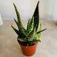 Aloe Krakatoa 7cm Pot Cassandra's Plants