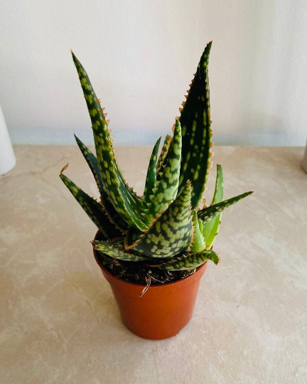 Aloe Krakatoa 7cm Pot Cassandra's Plants
