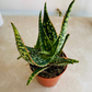 Aloe Krakatoa 7cm Pot Cassandra's Plants