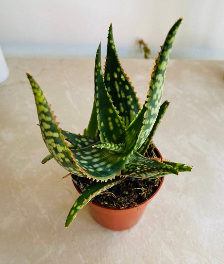 Aloe Krakatoa 7cm Pot Cassandra's Plants