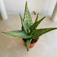 Aloe Guido 7cm Pot Cassandra's Plants