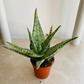 Aloe Guido 7cm Pot Cassandra's Plants