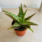 Aloe Pink Blush 7cm Pot Cassandra's Plants