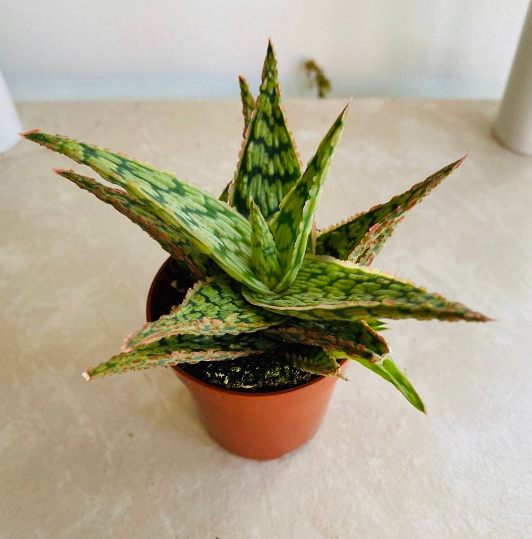 Aloe Pink Blush 7cm Pot Cassandra's Plants
