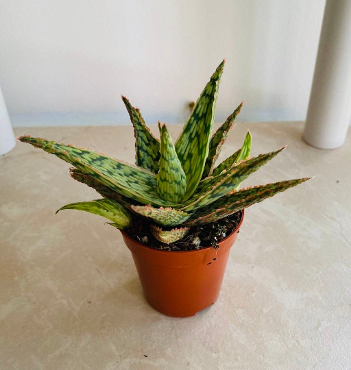 Aloe Pink Blush 7cm Pot Cassandra's Plants