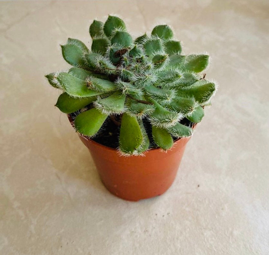 Echeveria Setosa 5.5cm Pot Cassandra's Plants