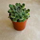 Echeveria Setosa 5.5cm Pot Cassandra's Plants