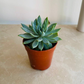 Sedeveria Fanfare Cassandra's Plants