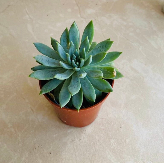 Sedeveria Fanfare Cassandra's Plants