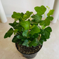 Hedera Pittsburg Green Ivy Cassandra's Plans