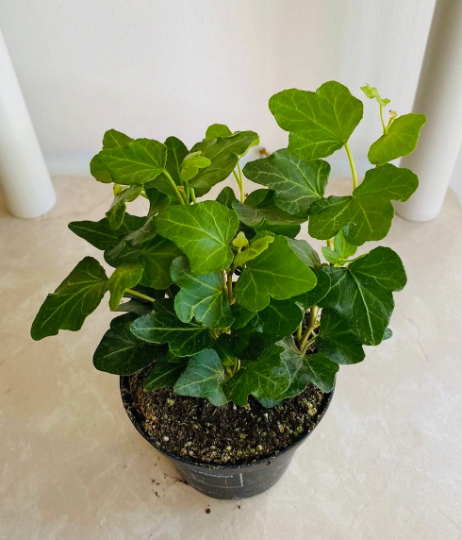 Hedera Pittsburg Green Ivy Cassandra's Plans