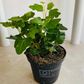Hedera Pittsburg Green Ivy Cassandra's Plans