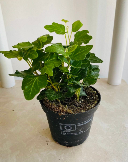 Hedera Pittsburg Green Ivy Cassandra's Plans