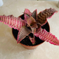 Cryptanthus Zonatus ‘Elaine’ 7cm Pot Cassandra's Plants