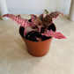 Cryptanthus Zonatus ‘Elaine’ 7cm pot Cassandra's Plants